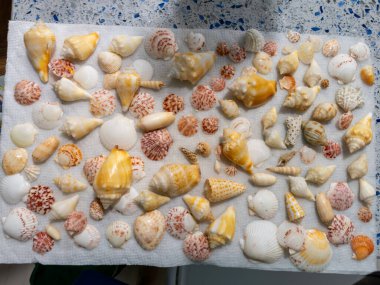 Sahilde çeşitli deniz kabukları kıyıya vurdu ve kuru, gösterişli desenler serildi ve doğal sahil güzelliği ve koleksiyon ile ilgilenen hobi sahibi. 