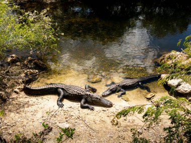 İki timsah, Florida Everglades 'teki doğal sulak alanlarında güneşin altında, Büyük Kıbrıs Vaha' sında suyun yanında sessizce uzanır..