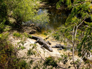 İki timsah, Florida Everglades 'teki doğal sulak alanlarında güneşin altında güneşlenerek Büyük Kıbrıs Vaha' sında güneşleniyor..