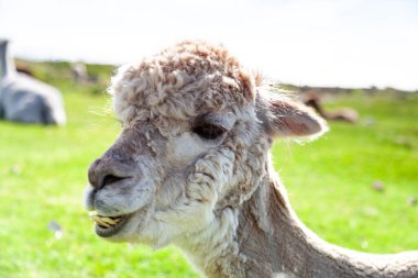 Kıvırcık tüylü, tüylü bir alpaka kameraya bakıyor ve alt dişlerini gösteriyor. Yumuşak odaklı arka plan, bulutlu beyaz bir gökyüzünün altında diğer alpakaların dinlendiği yeşil bir çimenliği gösterir.