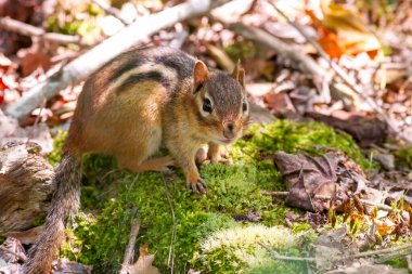 A curious chipmunk glances at the camera, its sharp eyes and fur details captured with precision. Positioned on the left side of the frame, the small creature is alert and surrounded by nature.