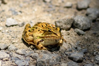 Bir leopar kurbağası New Jersey vahşi yaşam alanında taşların arasında oturur. Bu sahne, temmuzda bir yaz günü, hayat dolu bir hayatın özünü yakalar..