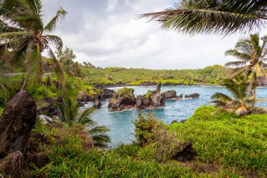 Waianapanapas 'ın kıyısında sallanan palmiye ağaçları Maui, Hawaii' de ziyaret edilmesi gereken bir yerdir. Hana 'daki sahil şeridinin güzelliğini gösteriyor. 