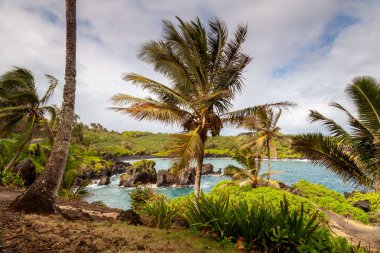 Waianapanapa Eyalet Parkı, Maui, Hawaii 'de palmiye ağaçları olan engebeli bir sahil şeridi. Yumuşak dalgalar ve turkuaz su tropikal güzellikleri yakalamak için güzel bir ortam yaratır..