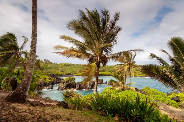 Waianapanapa Eyalet Parkı, Maui, Hawaii 'de palmiye ağaçları olan engebeli bir sahil şeridi. Yumuşak dalgalar ve turkuaz su tropikal güzellikleri yakalamak için güzel bir ortam yaratır..