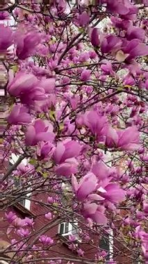 Derin pembe manolya çiçeklerinin rüzgarda hafifçe hareket ettiği dikey bir video. Bahar güzelliğinin canlı, huzurlu bir görüntüsü..