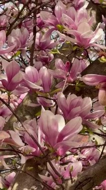 Narin pembe ve beyaz manolyalar, bahar ayının yumuşaklığını yakalamak için, bu dikey yakın planda yavaşça salınarak çiçek açarlar.. 