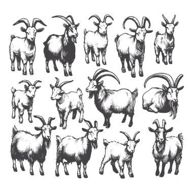 El Çekimi Keçi Koleksiyonu