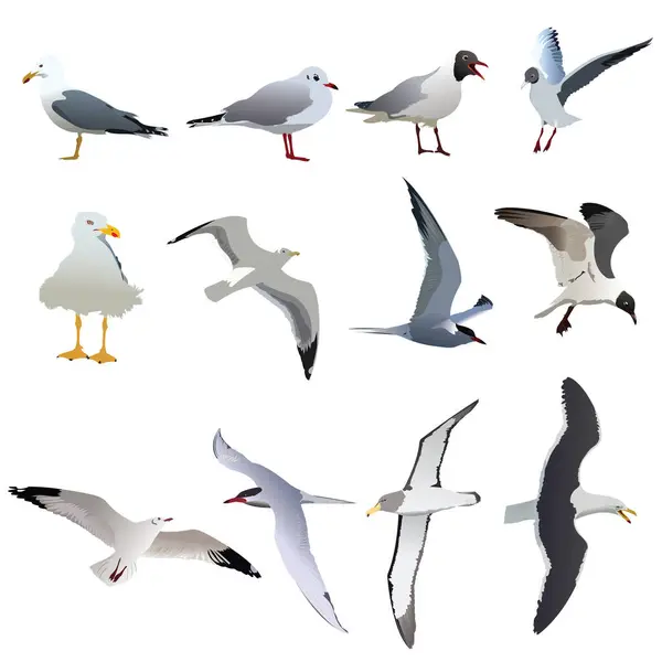 Deniz kuşları soyut arka plana vektör çizimi koydular. Kuşlar vektör belirledi.