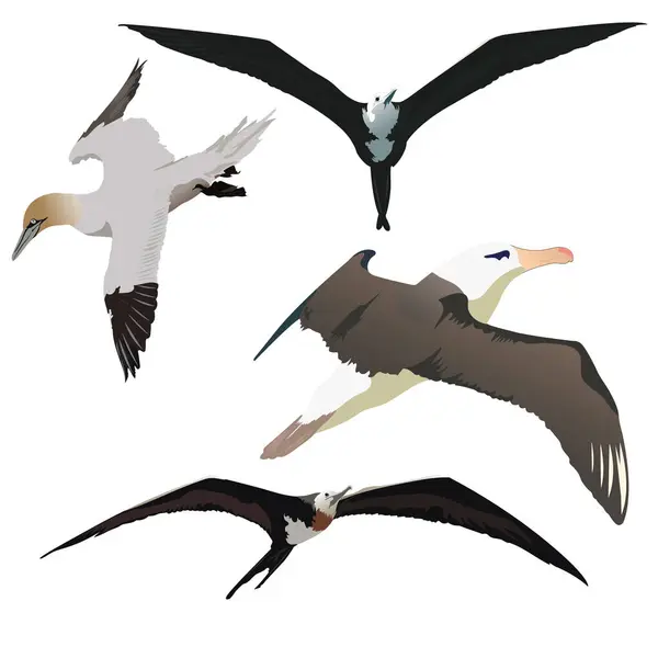 Deniz kuşları soyut arka plana vektör çizimi koydular. Kuşlar vektör belirledi.