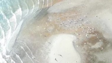 Sakin bir hava görüntüsü kumlu bir kumsalda martıları yakalıyor ve dalgalar kıyıya vuruyor. Dalgaların ve hafif kumların doğal deseni, deniz kuşlarının uçup yerde dinlendiği güzel ve huzurlu bir sahil manzarası yaratır..