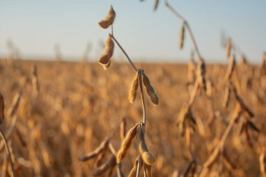 Soya fasulyesi çiftliği. Yakın plan. Sarı soya fasulyesi yaprakları