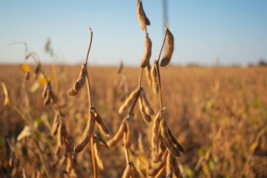 Soya fasulyesi ekiminin tamamlanması. Soya fasulyesi hasat etmeye hazır.