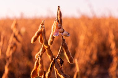 Soya fasulyesini yakından çek. Günbatımının arka planında soya