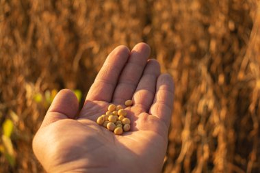 Soya fasulyesinin kalitesini ve olgunlaşma seviyesini kontrol ediyorum.