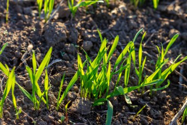 Hassas buğday filizleri verimli topraktan filizlenir, canlı yeşil yaprakları altın güneş ışığına doğru uzanır. Sahne büyümeyi ve gelişen bir mahsulün vaadini yansıtıyor..