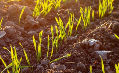 Genç kış buğdayları gün batımında toprakta filizlenir.