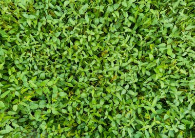 Soya fasulyesi çiftliği, en iyi manzara. Birçok taze soya filizleri