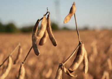 Soya fasulyesi tohumları olgunlaşmıştır ve hasat edilmeye hazırdır, altın bir tonla tarlayı kaplarlar.