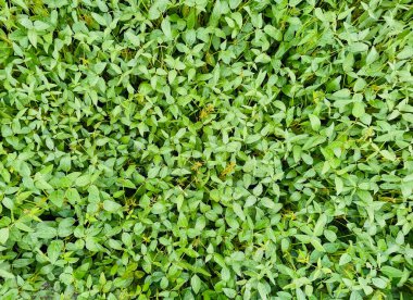 Güneşte taze soya filizleri, narin yeşil yaprakları yoğunlaşarak canlı yeşil bir halı oluşturuyor..