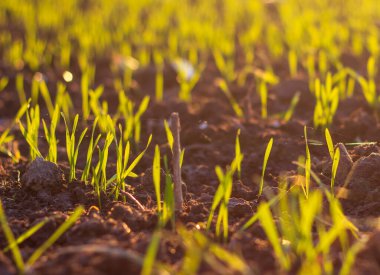 Kış buğdayının yükseğe yükselmesi büyüme ve yeni bir başlangıç izlenimi verir.