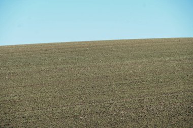 Uzakta yalnız bir ağaç olan altın bir buğday tarlası