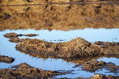 Temiz bir gökyüzünün altında organik gübre birikiyor, doğal olarak toprağı besliyor.