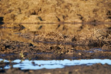Tarım arazilerindeki gübre yığınları, gelecekteki ekinler için toprağı zenginleştiriyor.