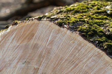 Bir ağaç kütüğü canlı yeşil yosunlarla kaplı bir ormanda oturur. Ayrıntılı ahşap dokusu ağacın doğal desenlerini ve katmanlarını ortaya çıkarıyor..