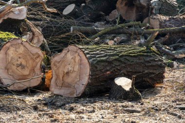 Yığılmış kütükler ve dağınık dallar, taze yeşilliklerle çevrili, güneşli bir orman açıklığında yatıyorlardı. Bu da ilkbaharda son zamanlarda ormancılık faaliyetleri olduğunu gösteriyordu.