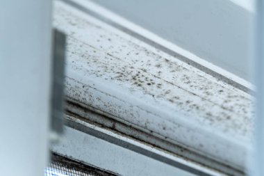 Küf ve mantar bir pencere çerçevesinde mevcuttur, bu da ev ortamında önemli bir nem birikimi ve bakım eksikliğini göstermektedir.