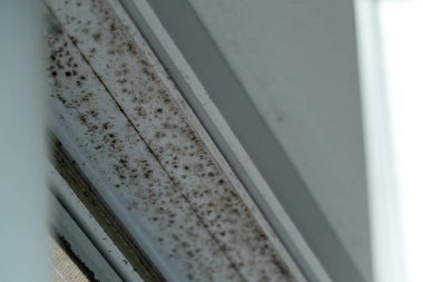 Pencere çerçevesinde küf ve mantar gözle görülür şekilde büyümekte olup, ev ortamında olası nem sorunlarının altını çizmektedir.