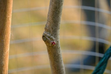 Küçük bir kırmızı tomurcuk bir ağaç dalında görünür, baharın gelişini işaret eder. Sıcak güneş ışığı bulanık bir arka plana karşı taze büyümeyi vurgular.