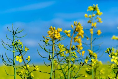 Açık mavi gökyüzünün altında parlak sarı çiçekler sergilenen kanola bitkilerine yakın plan, çiftçiliği veya doğayı resmetmek için ideal.