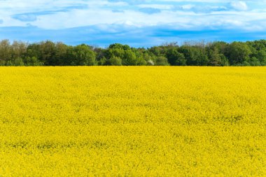 Ağaçlı geniş kolza tohumu tarlası, mavi gökyüzünün altında kabarık bulutlar. Tarım teması. Arkaplan veya tasarım ögesi için harika.