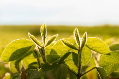 Genç soya bitkileri sıcak güneş ışığında güneşlenerek parlak yeşil yapraklarını bulanık bir alan arka planına karşı sergiliyor ve büyüme ve yenilenmenin özünü yakalıyorlar.