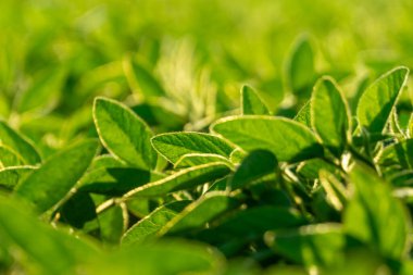 Tarım tarlasında yemyeşil soya bitkileri güneş ışığına doğru uzanıyor, canlı yapraklarını ve yaz mevsiminde sağlıklı büyümelerini sergiliyorlar.