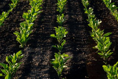Sıralar dolusu sağlıklı pancar bitkileri sıcak güneş ışığından faydalanarak iyi sürülmüş karanlık topraklarda gelişir. Yeşillik dünyaya karşı duruyor, büyümelerini sergiliyor.