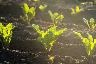 Yeşil pancar yaprakları güneşe doğru uzanıyor ve sabahın erken saatlerinde bakımlı bir bahçede veya tarlada sağlıklı bir büyüme sergiliyor.