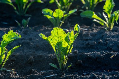 Parlak yeşil pancar yaprakları, sıcak öğleden sonra güneş ışığıyla aydınlatılan tarımsal bir tarladaki, karanlık ve verimli topraktan doğuyor.