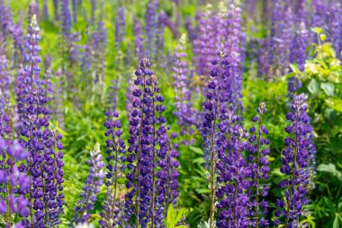 Çiçek açan mor lupin kümeleri açık mavi gökyüzünün altındaki çayırları dolduruyor. Güneş ışığı çiçekleri aydınlatıyor, doğanın güzelliğini resmediyor.