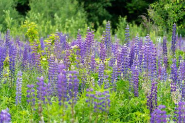 Uzun, mor lupinlerle dolu yemyeşil bir tarla, ilkbaharın ılık günlerinde kırsal bir ortamda doğanın güzelliğini gösteriyor.