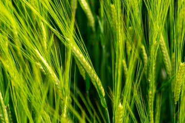 Canlı yeşil arpa bitkileri güneş ışığına doğru uzanıyor, verimli bir tarlada büyüdükçe sağlıklı kulaklar sergiliyorlar.