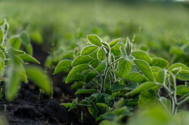 Bereketli yeşil soya bitkileri zengin topraklarda düzenli olarak yetişir. Güneş ışığı, yaz mevsiminde sağlıklı tarımsal büyüme gösteren canlı görünümlerini artırır.