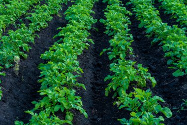 Bereketli yeşil patates bitkileri, güneşli bir günde, güneşli bir çiftlikte, güneşe doğru uzanan yaprakları, yemyeşil sıralarda gelişir.