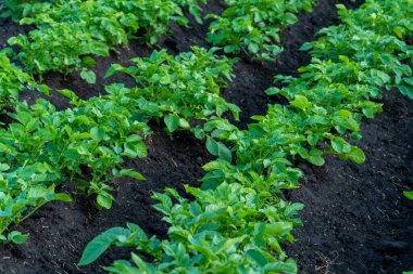 Sağlıklı patates bitkileri bakımlı bir tarlada düzenli olarak gelişir, sabahın erken saatlerinde zengin kara toprağa karşı yemyeşil yapraklar sergilerler.