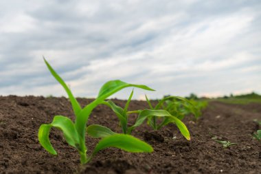 Küçük, yeşil mısır fideleri zengin, kahverengi topraktan yetişiyor. Alan, gündüz vakti bulutlu ve bulutlu bir gökyüzünün altında ufka kadar uzanıyor.