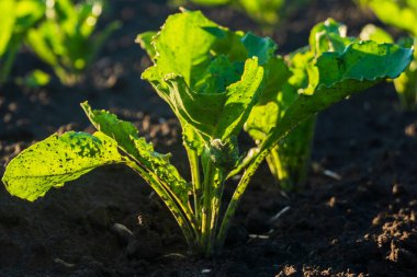 Genç bir pancar bitkisi zengin ve karanlık topraklarda gelişir. Yaz güneşi canlı yeşil yaprakları ışıkla yıkıyor, dokularını ve şekillerini vurguluyor.