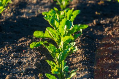 Pancar bitkileri bir tarlada art arda yetişiyor. Parlak yeşil pancar üstleri kahverengi toprağa karşı duruyor. Bitkiler hala genç.