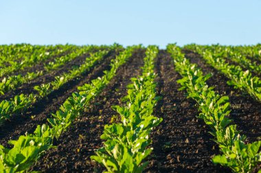 Genç pancar bitkileri karanlık topraklarla dolu geniş bir arazide düzenli olarak büyür. Açık mavi gökyüzü ufuk boyunca uzanır Bu açık hava tarım ekranında